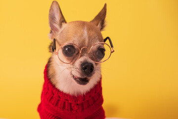 Small dog with glasses and a red sweater on a yellow background. Smooth-haired purebred Chihuahua in clothes posing.