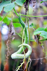 Bitter vegetable"Snake Bitter gourd vegetable" growth at the home garden
