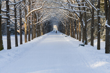 Winter lime alley with branches forming an arched arch over a pedestrian road in the snow