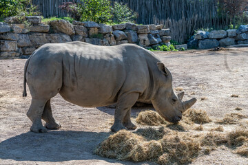 Naklejka premium Rhino in an animal park