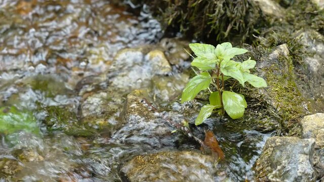 A small plant on the side of the rocks in the river stream in the forest in Estonia