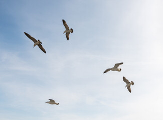 Flying seagulls over light blue sky.