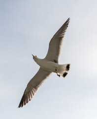 Flying seagull in the light blue sky.