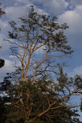 Tree in the forest