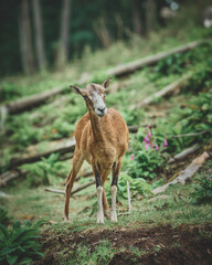 Mouflon and Deers in their typical environment. High quality photo