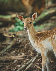Mouflon and Deers in their typical environment. High quality photo