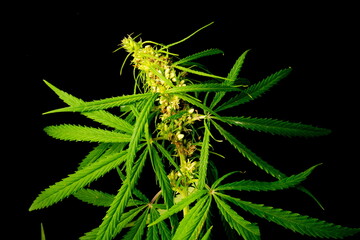 canabis leaf on marijuana field farm sativa weed hemp hash plantation