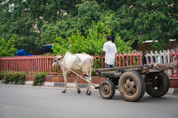 Obraz premium bullock cart (bailagadi) bull with a poor man INDIAN