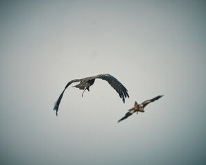 Red Kite Milan Eagle activity in Germany. High quality photo