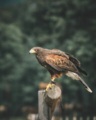 Red Kite Milan Eagle activity in Germany. High quality photo