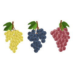 Collection of grape icon on white background, vector illustration