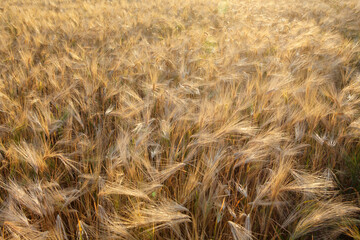 Detail of golden yellow Wheat in a cultivated field in Italy
