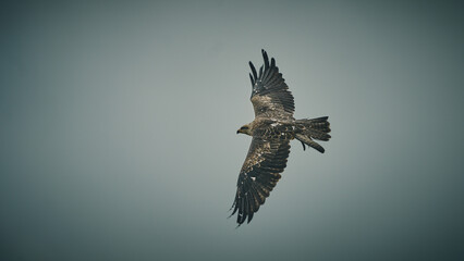 Red Kite Milan Eagle activity in Germany. High quality photo