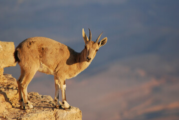 Ibex on the edge of the Machtesh Ramon in Mitzpe Ramon, Israel, Negev desert