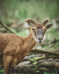 Mouflon and Deers in their typical environment. High quality photo