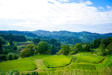 青々とした稲が風にそよぐ晩夏の棚田