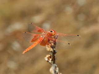 Red and yellow dragonfly. Trithemis kirbyi