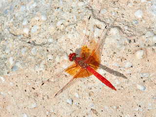 Red and yellow dragonfly. Trithemis kirbyi