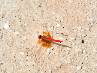 Red and yellow dragonfly. Trithemis kirbyi