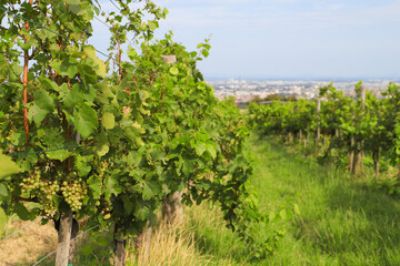 Fototapeta na wymiar A winery on the Nussberg with a view of Vienna - Austria