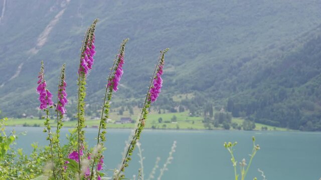 Foxglove Flowers With Oldevatnet And Mountain Views In Background In Norway. - close up