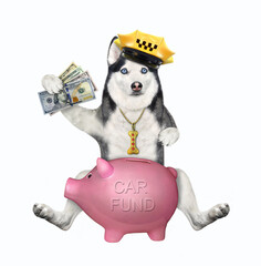 A dog husky taxi driver in a yellow cap puts money in a piggy bank for a new car. White background....
