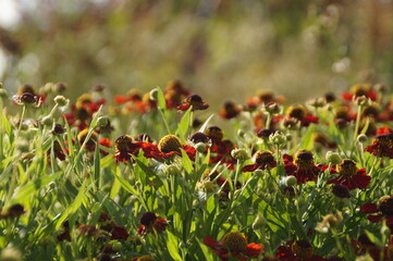 field of red poppies