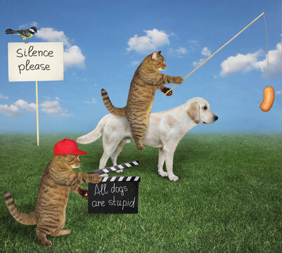 A beige cat director in a red cap is making movie called all dogs are stupid.