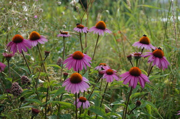 field