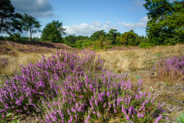 Blooming moorland under cloudy sky in the Netherlands.