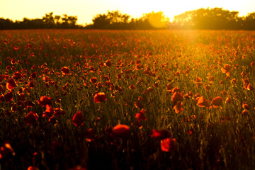 Naklejka na ściany i meble Poppy field at sunset with beautiful red flowers backlit by setting sun.