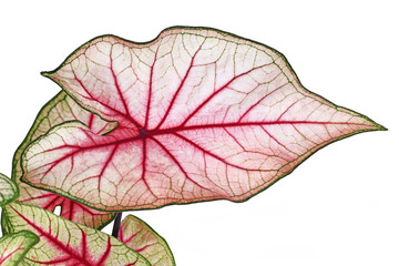 Close up of leaf of exotic 'Caladium White Queen' plant with white leaves and pink veins on white background