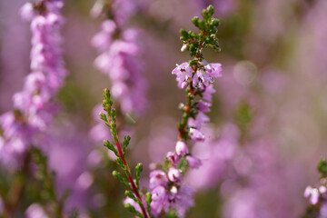 Close up of purple heather on the heathland