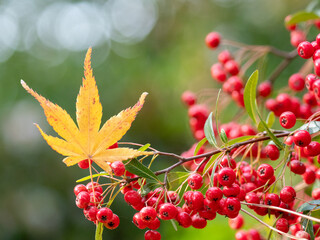 晩秋らしい景色