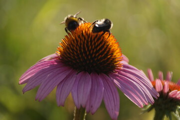 bee on a flower