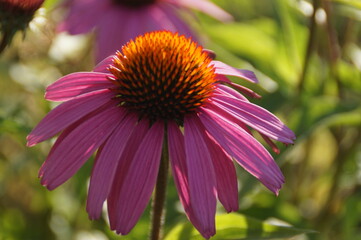 flower of a flower