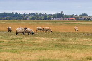Fototapeta na wymiar Schafsweide in der Normandie in Frankreich.
