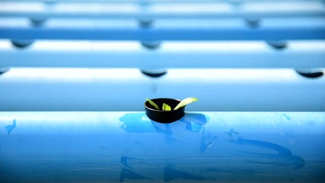 Seedlings the salad plant in the sponge with water pipe for plant in to hydroponics system