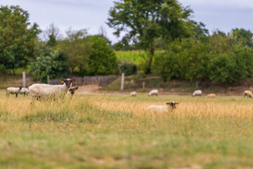 Schafe auf der Weide in Frankreich in der Normandie.