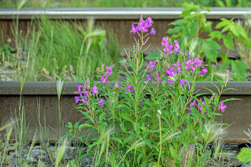 Wild flowers grow on the railway track