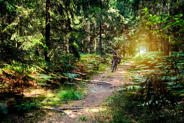 Single trail for bicycles through a dense green forest area with ferns and back light