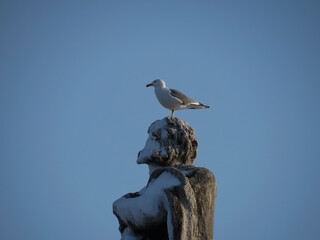 Seagull over a statue head covered with snow in Saint Peter's Place, Rome