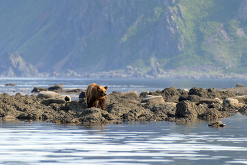 【北海道】知床半島のヒグマ