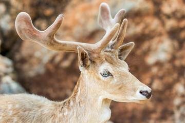 close-up portrait of young sika deer in the zoo