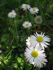 Obraz premium natural daisy flowers in fresh grass shooted in a vertical photography