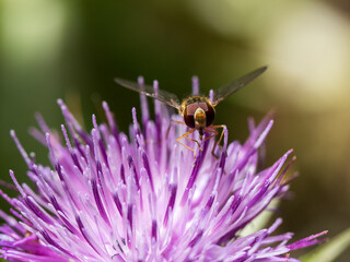 Macro fly on a thistle flower