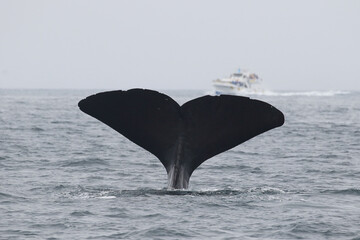 【北海道】羅臼沖のマッコウクジラ