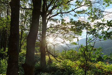 Beautiful scene misty forest with sunlight rays through the trees,lens flare