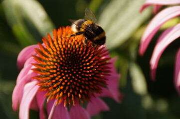 bee on a flower