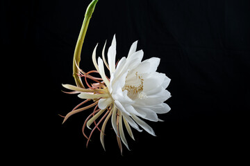 Epiphyllum